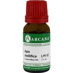 APIS MELLIFICA ARCA LM 6